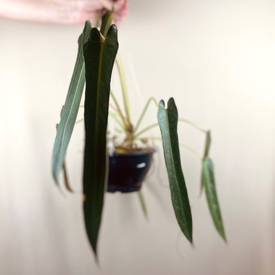 Philodendron spiritus sancti (grande)