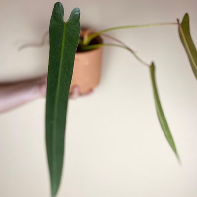 Philodendron spiritus sancti (médio)