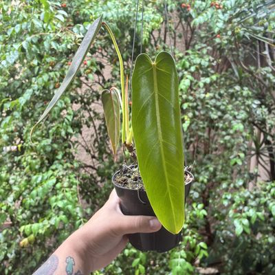 Philodendron spiritus sancti (pequeno)