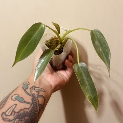 Philodendron spiritus sancti (pequeno)