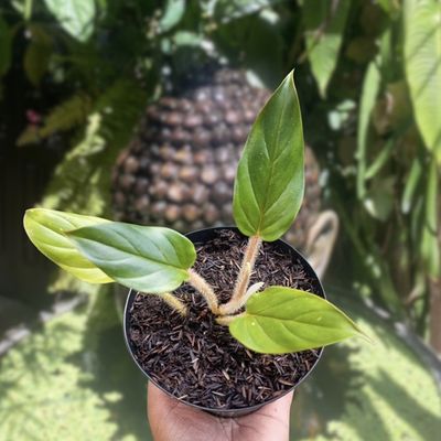 Philodendron squamicaule