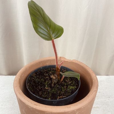 Philodendron squamicaule red