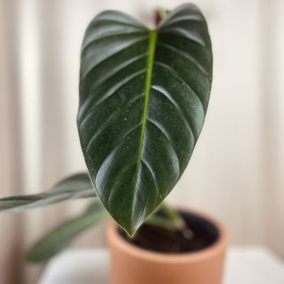 Philodendron subhastatum