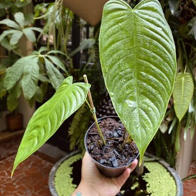 Philodendron tenue