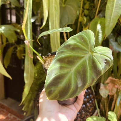 Philodendron verrucosum 'Cobra’