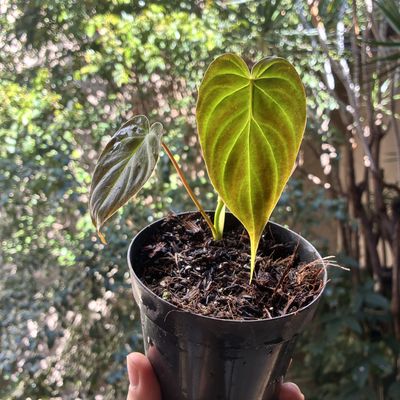 Philodendron verrucosum 'Cobra’