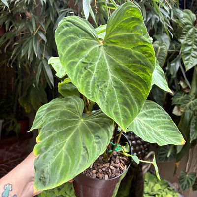 Philodendron verrucosum (médio)