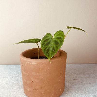 Philodendron verrucosum (pequeno)