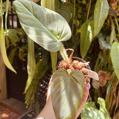 Philodendron verrucosum titanium