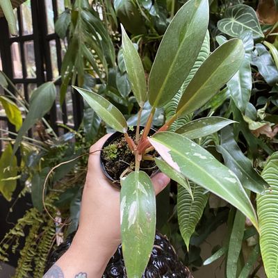 Philodendron wend imbe variegata