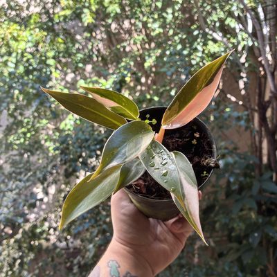 Philodendron wend imbe variegata