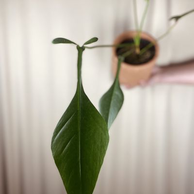 Philodendron x joepii (grande)