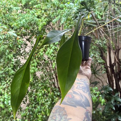 Philodendron x joepii (médio)