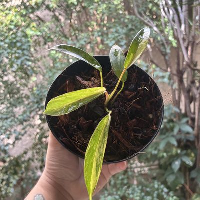 Philodendron x joepii variegata