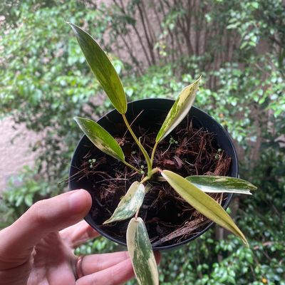 Philodendron x joepii variegata