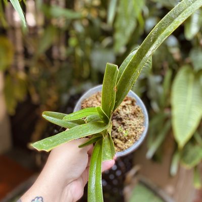 Phragmipedium caudatum