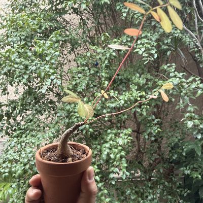 Phyllanthus mirabilis