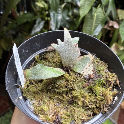 Platycerium bacteria