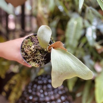 Platycerium elemaria
