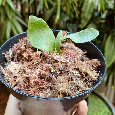 Platycerium foong sigi