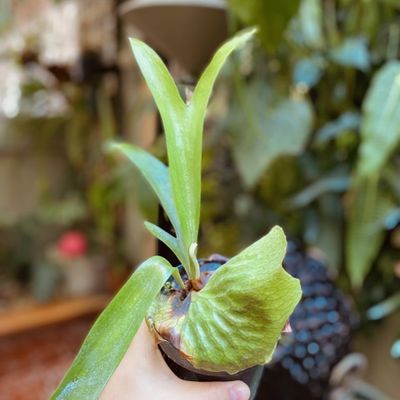 Platycerium horn’s surprise