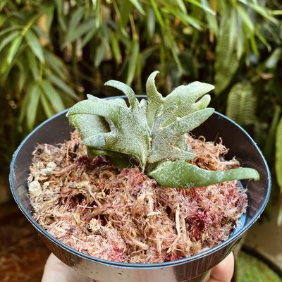 Platycerium jade girl