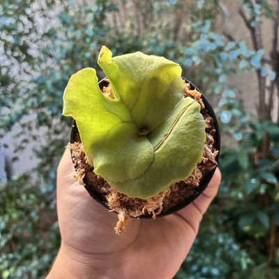Platycerium kitshakood thin