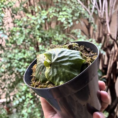 Platycerium madagascariense