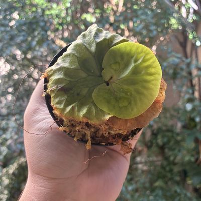Platycerium madagascariense
