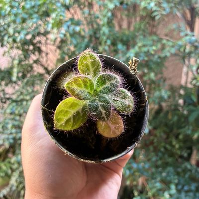 Primulina sinuvietnamica