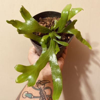 Pyrrosia longifolia 'cristata' (pequena)