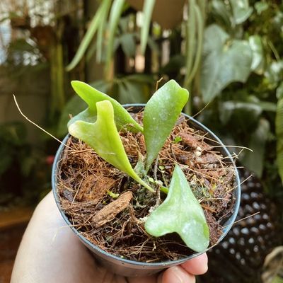 Pyrrosia sp. Vietnã