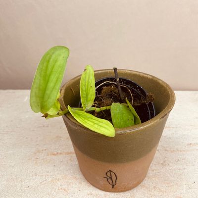 Rhaphidophora aff korthalsii variegata