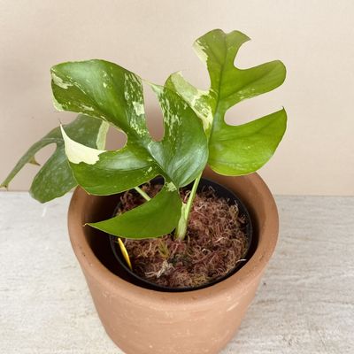 Rhaphidophora tetrasperma variegata