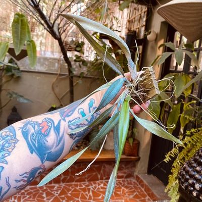 Rodriguezia lanceolata