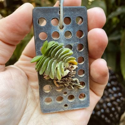 Schoenorchis fragrans