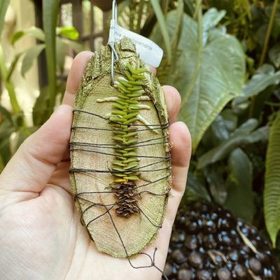 Schoenorchis scolopendria