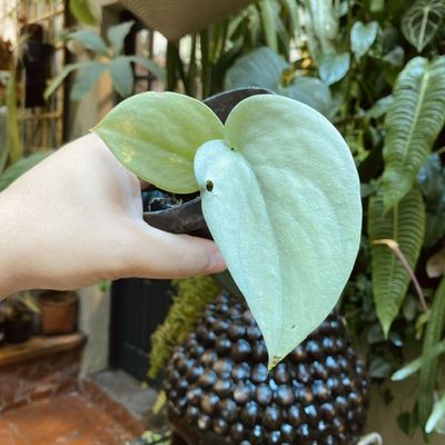 Scindapsus pictus ‘Silver Hero’