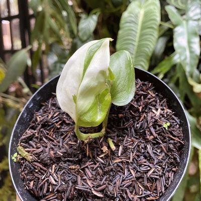 Scindapsus treubii variegata