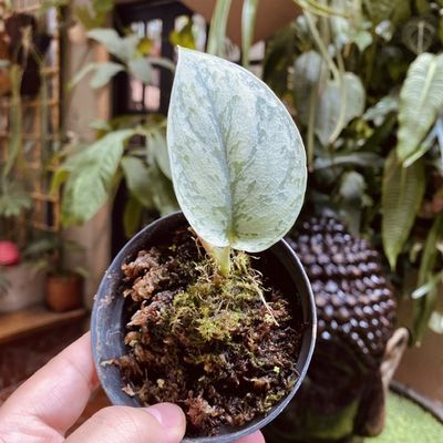 Scindapsus tricolor silver