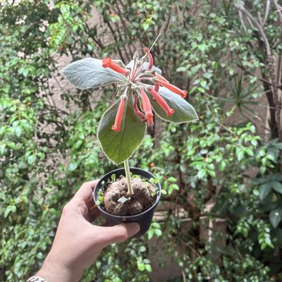 Sinningia leucotricha