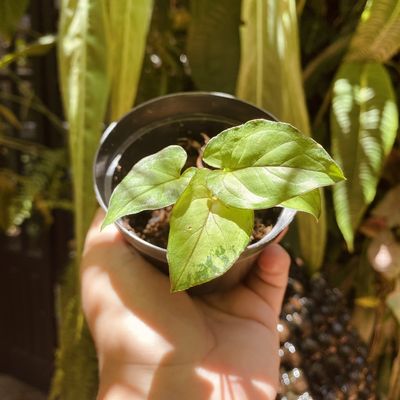 Syngonium ‘Orm Manee’