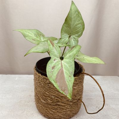 Syngonium Pink Salmon