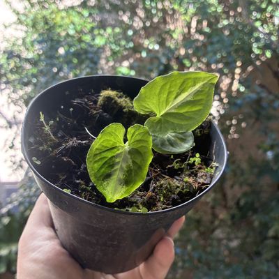 Syngonium 'Scrambled Eggs'