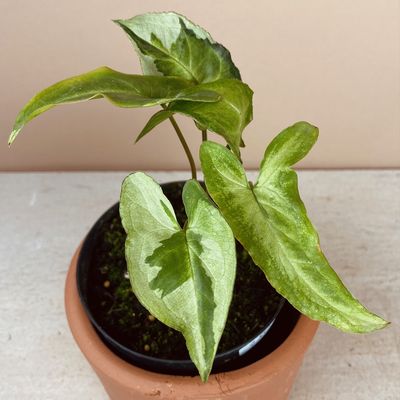 Syngonium 'Three Kings'