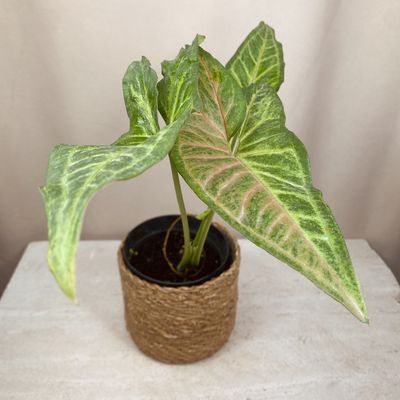 Syngonium confetti tricolor