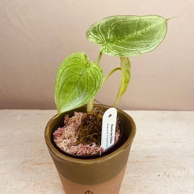 Syngonium frosted heart