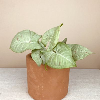 Syngonium ‘milk confetti’