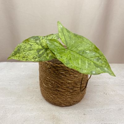 Syngonium mojito