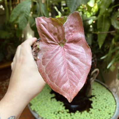 Syngonium orm nak red
